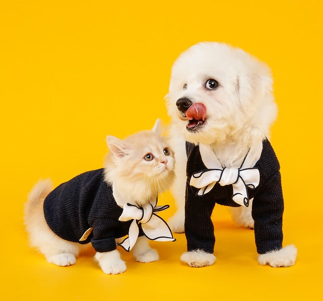 Cane e Gatto